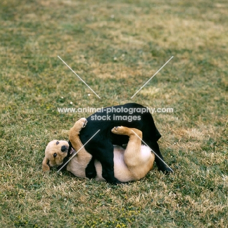 two labrador pups, yellow and black playing, one biting another's tail