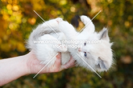 ragdoll kitten being held
