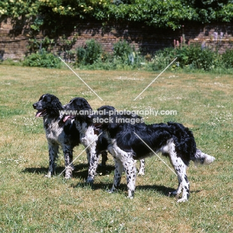 three large munsterlanders standing together in a garden