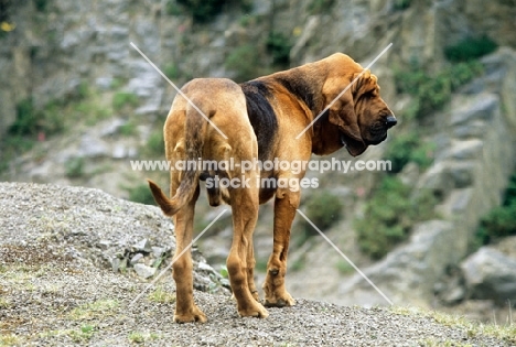 ch barsheen magnus (mag), bloodhound rear view