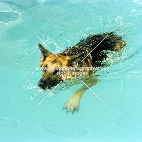 german shepherd dog, nanook, swimming  in a dog pool