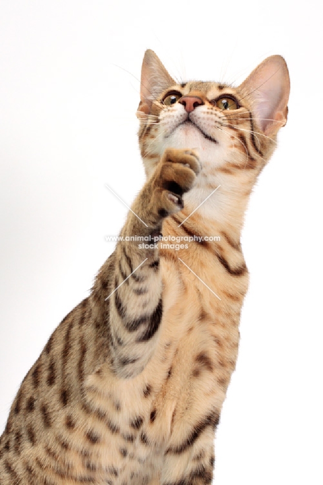 Savannah cat looking up with one paw up