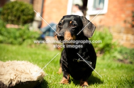 Miniature Smooth Dachshund standing in garden