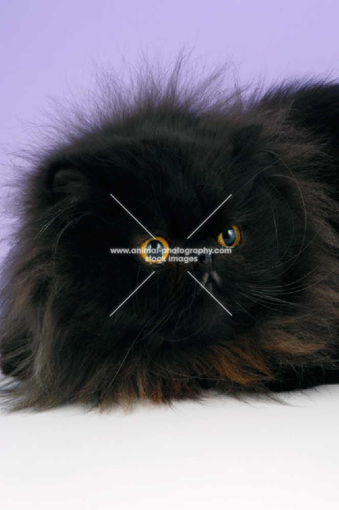 black persian cat, portrait