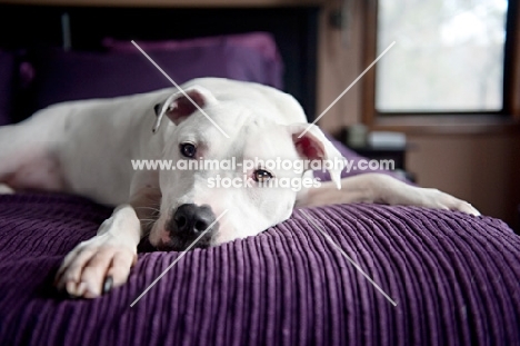 white pit bull boxer mix with head down on purple bed