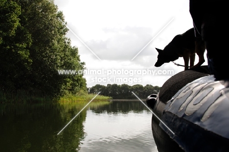 German Shepherd Dog on boat