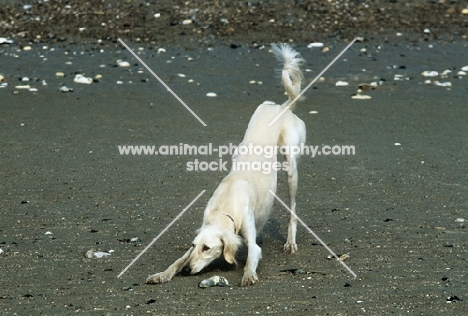 saluki doing play bow on the beach