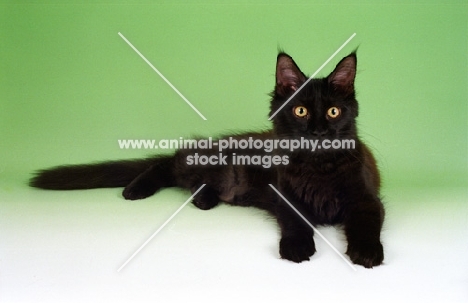 black Maine Coon cat, on green background