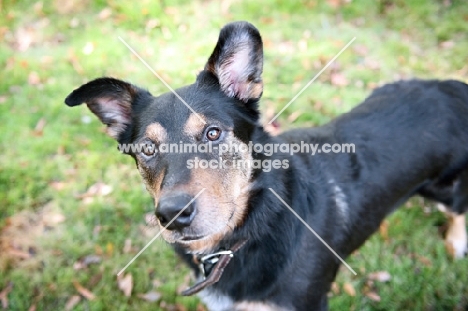 shepherd mix