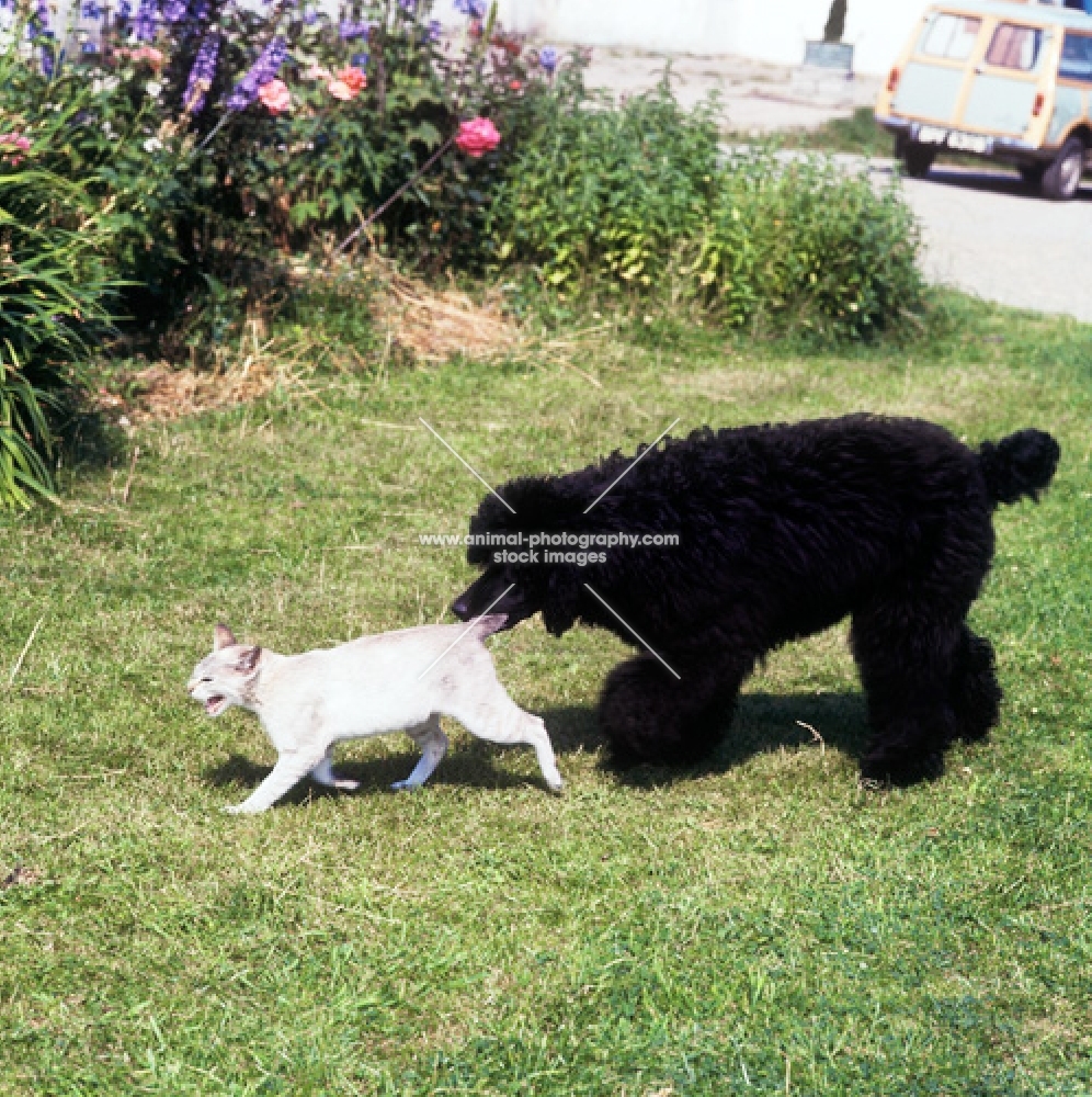 standard poodle grabbing tail of tabby point siamese cat