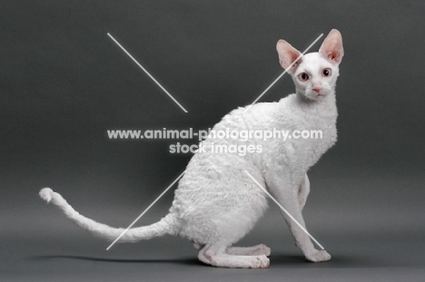 white Cornish Rex, sitting down