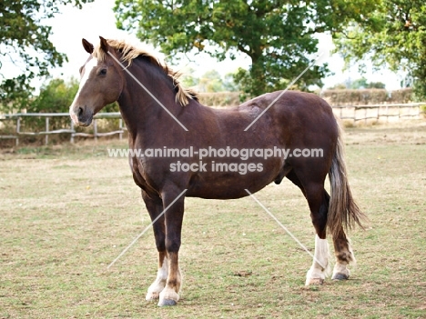 Welsh Cob (section d) posed