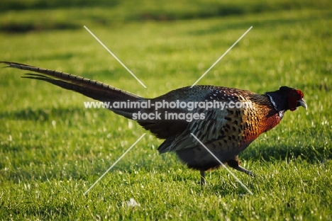 Pheasant walking on grass