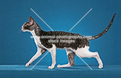 black and white Cornish Rex cat, side view