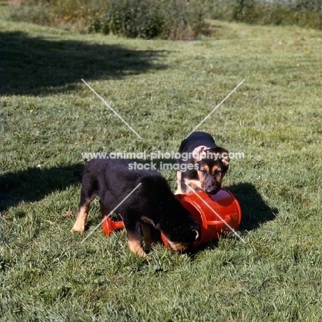 german shepherd puppies with a watering can