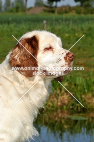 Clumber Spaniel