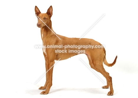 Australian Champion Pharaoh Hound on white background