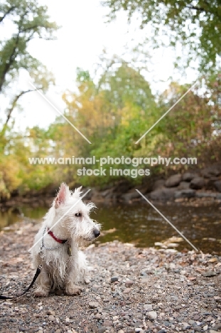 wheaten Scottish Terrier puppy sitting by creek.