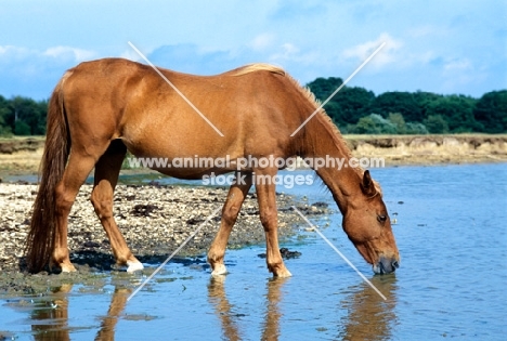 new forest pony drinking in the forest