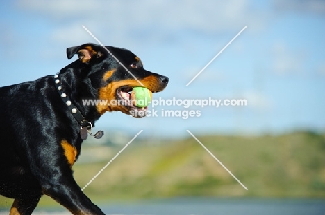 Rottweiler retrieving ball