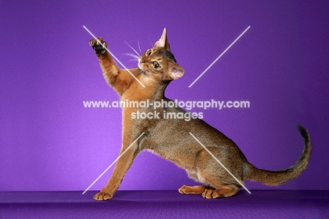 Ruddy Abyssinian sitting left, reaching with back paw against purple background.  National Winner in CFA.