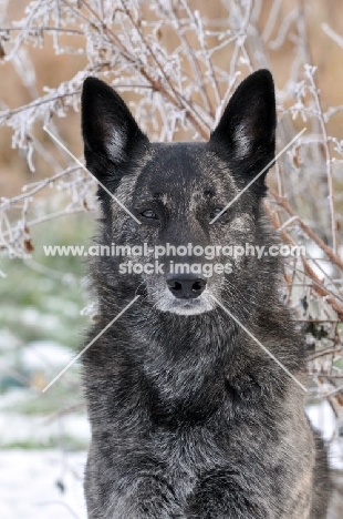 Dutch Shepherd Dog, shorthaired, portrait