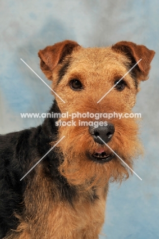 Welsh Terrier head study