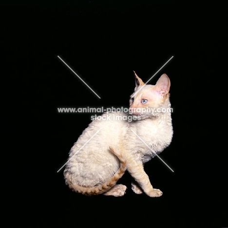 cornish rex cat looking back