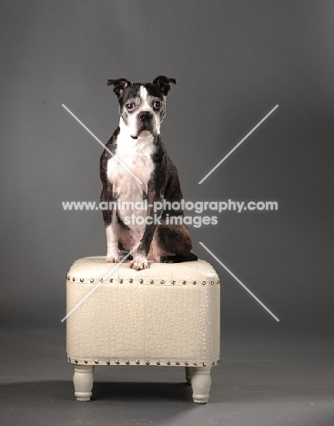 Boston Terrier sitting on stool