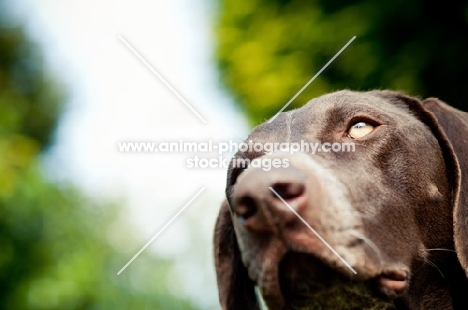 German Shorthaired Pointer (GSP)