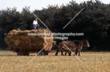 Strauken and la Fille, Belgian horses in harness drawing hay wain in Denmark