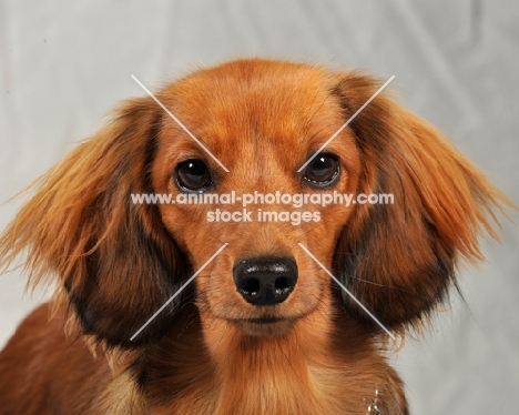 Dachshund (longhair miniature) portrait