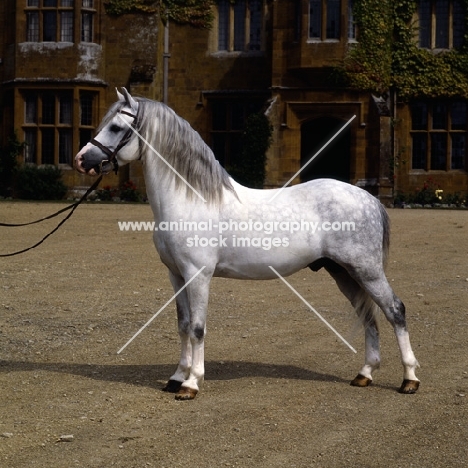 russell pirate, welsh mountain pony stallion