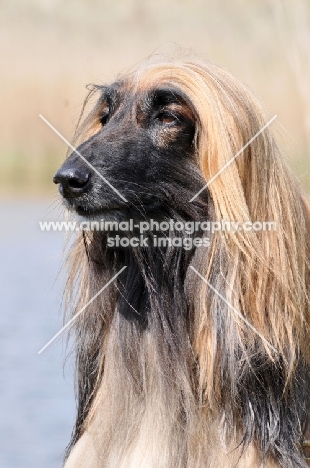 Afghan Hound head study