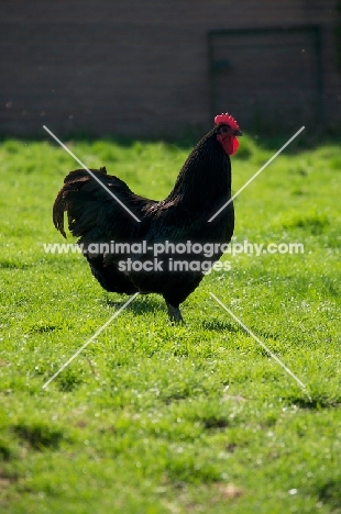 black Australorp chicken, side view