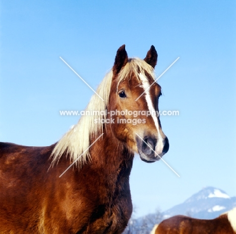 haflinger in Austria