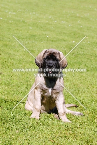 Mastiff puppy