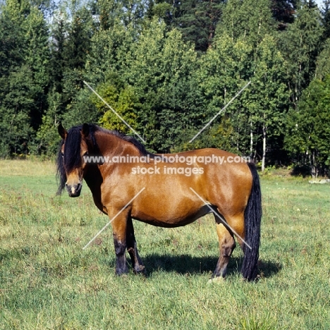 uno-malva 18918, north swedish horse in sweden,