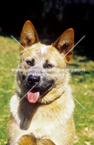 red tick Australian Cattle Dog