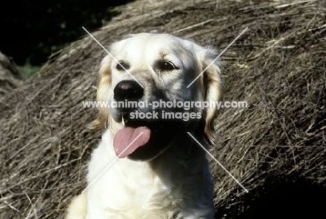 golden retriever from westley, head study