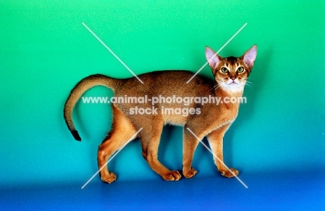 ruddy abyssinian cat standing on green and blue background