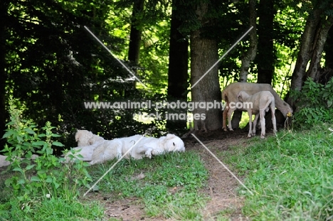 Maremma Sheepdog lying down near sheep