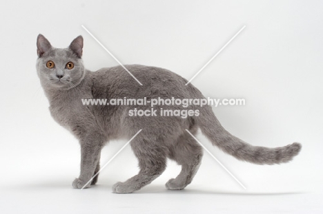 chartreux cat standing in studio