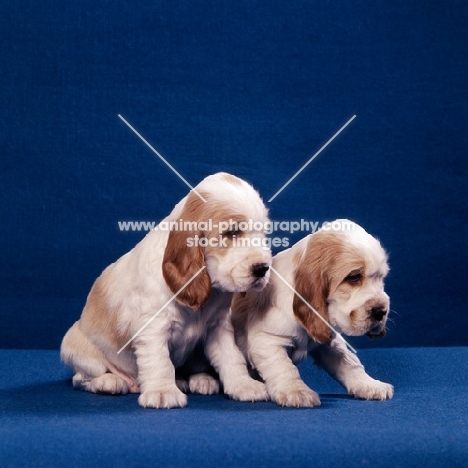 two english cocker spaniel puppies sitting