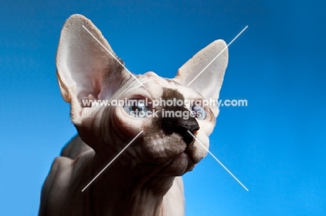 kitten with blue eyes on blue background