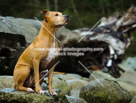 American Pit Bull Terrier sitting on rock