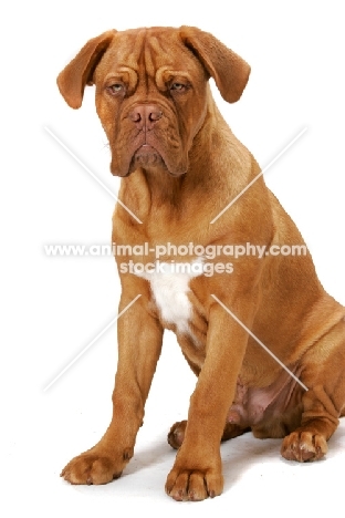 young Dogue de Bordeaux