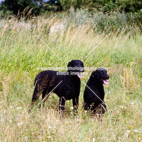 two champion curly coat retrievers standing and sitting in a field