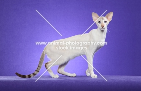 Siamese on purple background