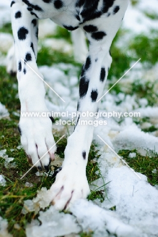 Dalmatian standing on snow